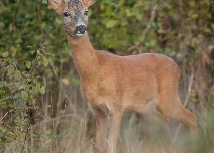 Chateau De Romecourt 펜션 *